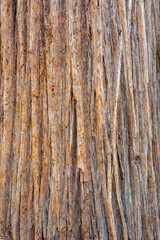 The bark of a coastal redwood, Sequoia sempervirens- texture or background