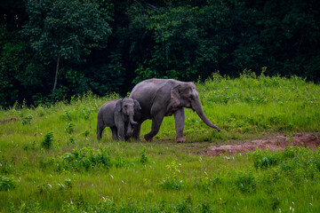Fototapeta premium elephants in a national park in Thailand, Elephants use natural salt marsh