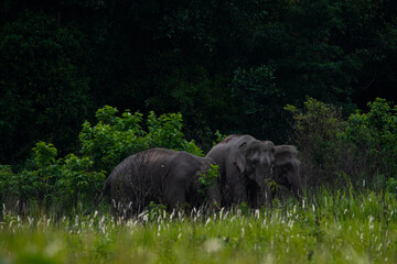 elephants ,Herd of wild elephants in a national park in Thailand