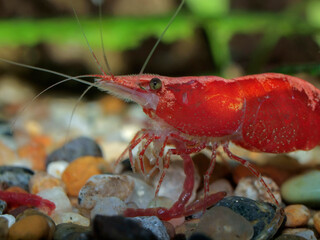 P1011798 freshwater cherry red shrimp (Neocaridina davidi) eating a bloodworm (chironomid) cECP 2012