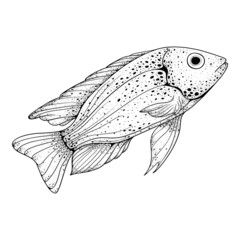 Fish on white background.  Sea element in sketch line drawing style.