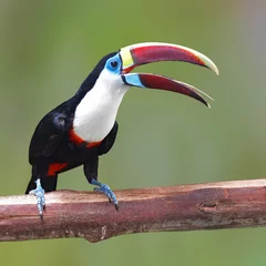 Stickers pour porte Toucan White-throated toucan Bird