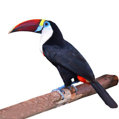 White-throated toucan Bird