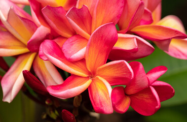 Vibrant Pink and Yellow Plumeria Flowers