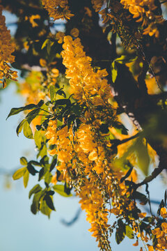 die Blüten Stauden eines Goldregen Baum im Frühling