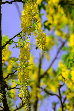 eine Hummel mit Pollen an den Hinterbeinen im anflug auf die Blüten eines Goldregen Baum im Frühling