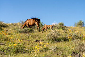 Naklejka na ściany i meble Salt River wild horse mare and her foal