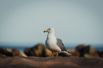 seagull on the beach