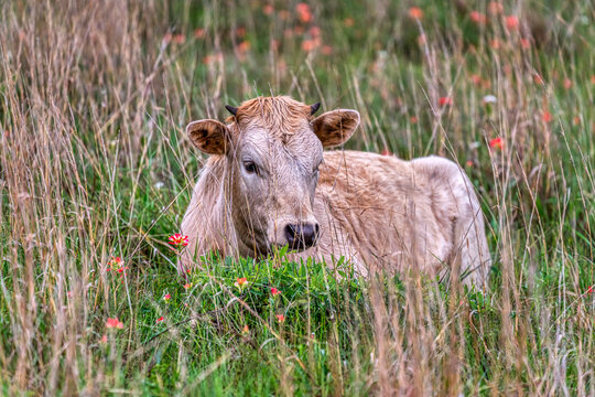 Longhorn Calf in the Grass