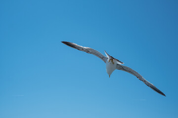 Fototapeta na wymiar seagull in flight in a very blue sky without clouds