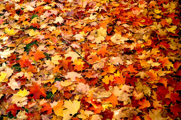 Yellow, brown and red maple leaves. Falling all over the ground.