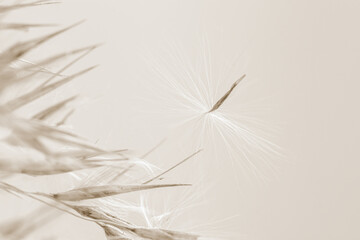 Dry romantic beige dry fragile rush reed cane buds with light  background and place for text macro beige retro vintage neutral effect