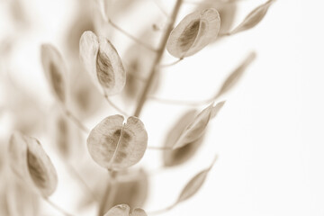 Elegant oval round shape dried beige romantic flowers with light background and place for text macro beige retro vintage neutral effect
