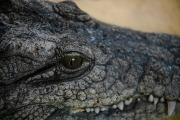 A close-up photo of a crocodile. Crocodile skin texture. The look of a predator.
