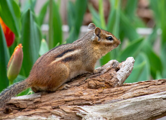 Chipmunk from the look out at the top of a hollow log