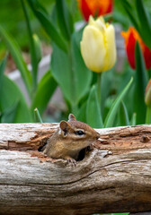 Naklejka na ściany i meble Chipmunk in a hollow log relaxes in a bed of tulips