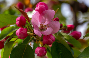 Blooming apple and pear trees. Soft focus. Spring colors and scents of nature.