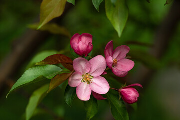 Blooming apple and pear trees. Soft focus. Spring colors and scents of nature.