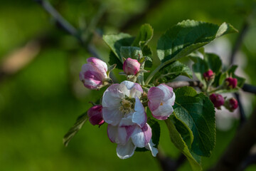 Blooming apple and pear trees. Soft focus. Spring colors and scents of nature.