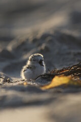 Western Snowy Plover Chick