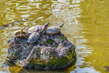 A group of turtles in a Japanese temple. In Japanese culture, the tortoise is a symbol of longevity.