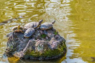 Fototapeta na wymiar A group of turtles in a Japanese temple. In Japanese culture, the tortoise is a symbol of longevity.