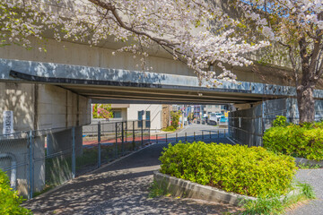 電車の高架下と桜