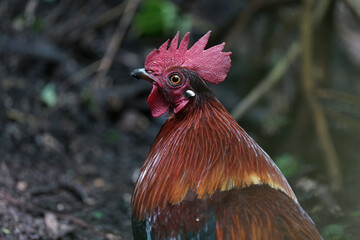 Fototapeta premium Close up of head adult Red Junglefowl (Gallus gallus bankiva) in the wild