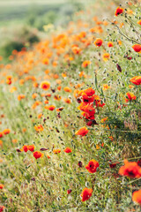 Beautiful poppies on the green bank of a sloping field in the English countryside in high summer