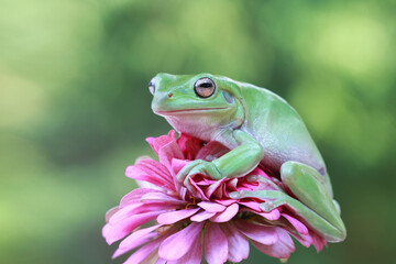 Dumpy frog "litoria caerulea" on green leaves, dumpy frog on branch, tree frog on branch, amphibian closeup
