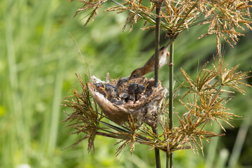 Olive-Backed Sunbirds feeding the child (Cinnyris Jugularis) 