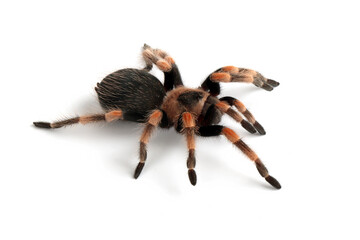 Hamorii tarantula isolated on white background, Hamorii tarantula closeup on white background, Hamorii tarantula front view