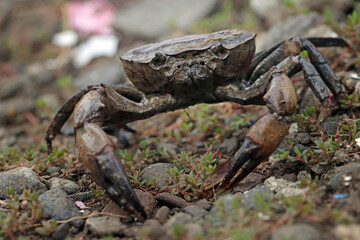 Closeup convexa Crab with defensive position, Closeup Crab