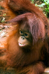 Child of orangutans closeup face © kuritafsheen