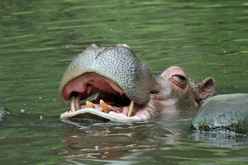 The head of a hippo is waiting for food in the river