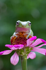 Fototapeta premium Dumpy frog 