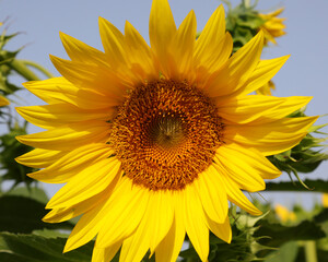 Fototapeta premium yellow SUNFLOWER flower from which to obtain the seeds for the production of sunflower oil