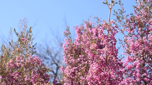 大きくなると2m以上に達するジャノメエリカ、ほとんど花で葉が見えなくなるほど。