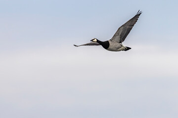 Fototapeta na wymiar one Barnacle goose flying with blue sky