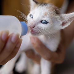 Human feeding milk for adorable little baby kitten.