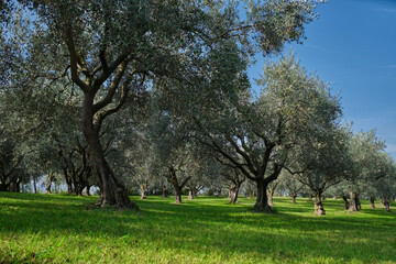 Traditional plantation of olive trees in Italy. Trees in a row. Ripe olive plantations. Plantation of vegetable trees. The rays of the sun through the trees. Olive tree plantation.