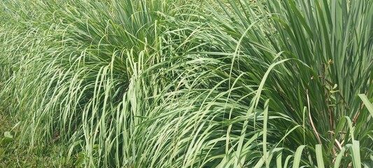 Lemongrass (Cymbopogon citratus). This plant is commonly used as a spice in cooking and herbal medicine - obrazy, fototapety, plakaty