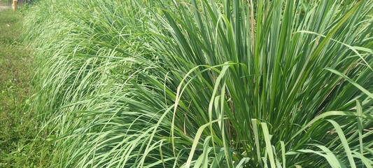 Lemongrass (Cymbopogon citratus). This plant is commonly used as a spice in cooking and herbal medicine
 - obrazy, fototapety, plakaty