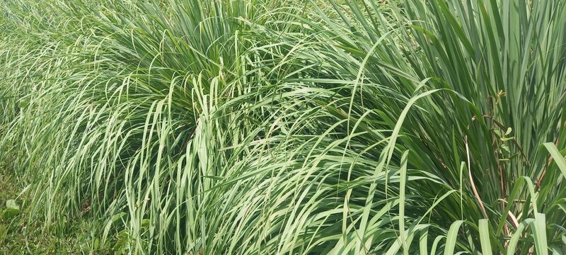 Lemongrass (Cymbopogon citratus). This plant is commonly used as a spice in cooking and herbal medicine