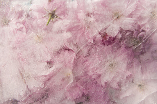 Frozen pink cherry blossom petals in ice as abstract background