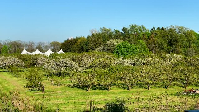 Peller Estates fruit trees during spring - Niagara-on-the-lake, Ontario, Canada