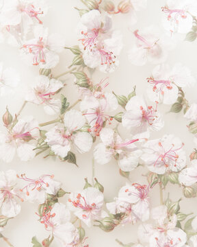 abstract art of white and pink geranium flowers floating in water and milk
