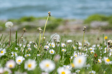 coucher dans l'herbe au printemps