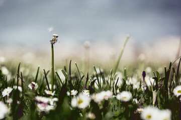 coucher dans l'herbe au printemps