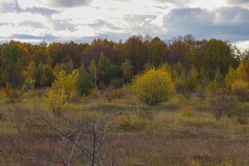 Fototapeta premium Autumn forest in cloudy weather.